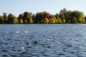 Am Round Pond haben viele Enten und Schwäne ihre Heimat gefunden. 