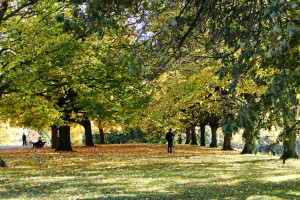Im Herbst präsentieren sich die Londoner Parks als farbenfrohes Spiel. 